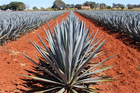 Tequila is a distilled spirit made from the agave plant that can only be produced in certain regions of Mexico. There are several styles of tequila and specific …